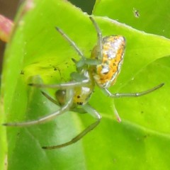 Alpaida variabilis