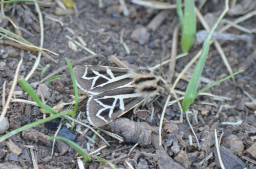 Williams' Tiger Moth photo 6
