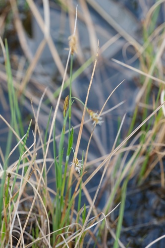 Carex laxa iNat (3)