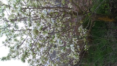 Pyrus syriaca