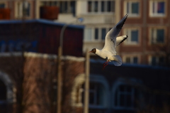 Chroicocephalus ridibundus