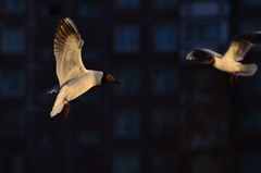 Chroicocephalus ridibundus