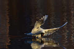 Chroicocephalus ridibundus