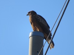 Milvus migrans lineatus