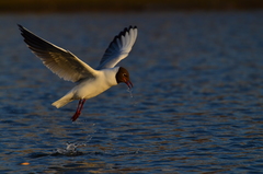 Chroicocephalus ridibundus