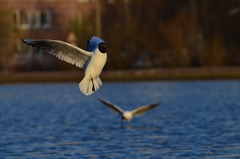 Chroicocephalus ridibundus