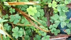 Oxalis corniculata