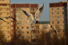 Chroicocephalus ridibundus