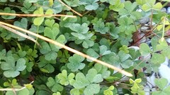Oxalis corniculata