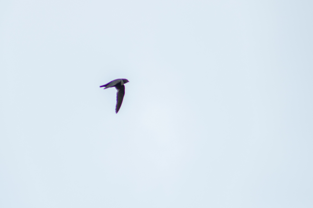 Biscutate Swift