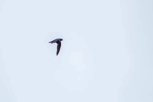 Biscutate Swift