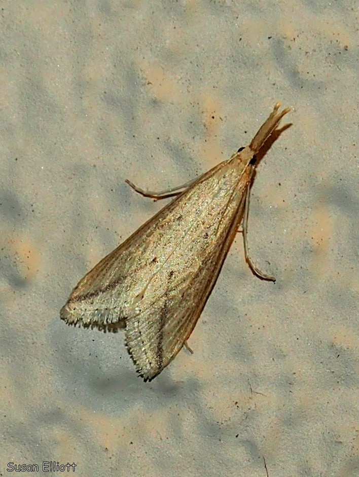 Donacaula