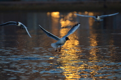 Chroicocephalus ridibundus