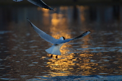 Chroicocephalus ridibundus