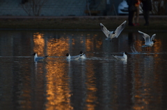 Chroicocephalus ridibundus