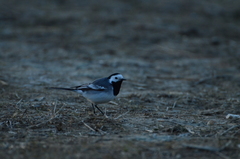 Motacilla alba