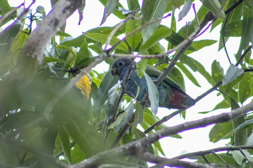 Blue-headed Parrot (Reichenow's)