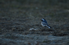 Motacilla alba