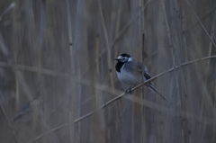 Motacilla alba