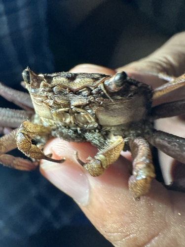 Imprinted engraved crab (Glyptograpsus impressus)