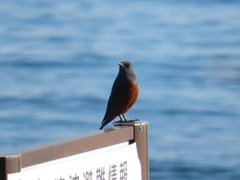 Monticola solitarius philippensis