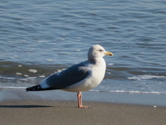 Larus