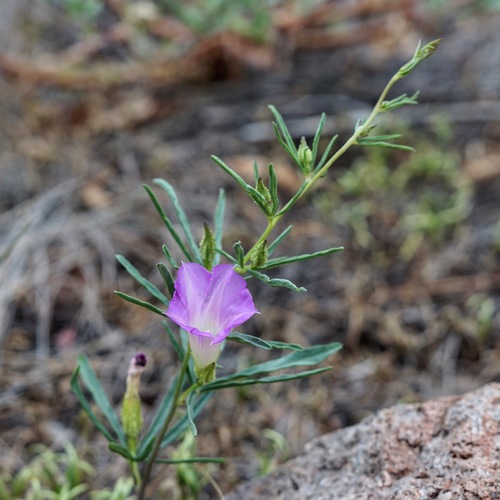 Image of Ipomoea plummerae by (c) Andrew Tree, some rights reserved (CC BY)