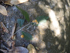 Bunchosia caroli