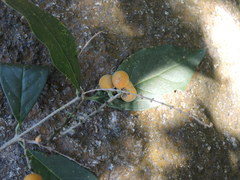 Bunchosia caroli