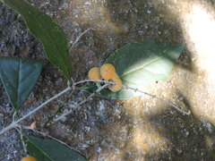 Bunchosia caroli