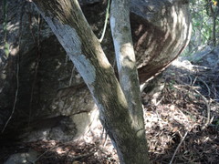 Bunchosia caroli