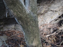 Bunchosia caroli