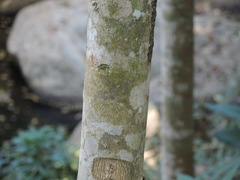 Bunchosia caroli