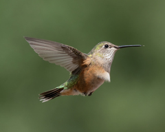 Broad-Tailed Hummingbird photo 3