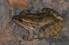 Lowland Leopard Frog photo 5
