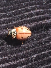 Mulsantina mexicana