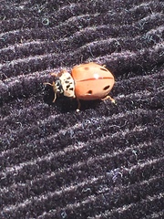 Mulsantina mexicana