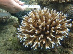Acropora divaricata