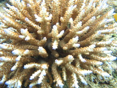 Acropora divaricata