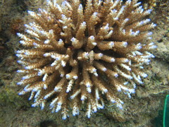 Acropora divaricata