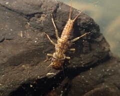 Perlodidae