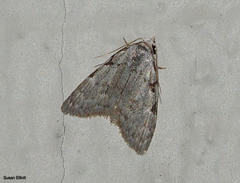 Nola triquetrana