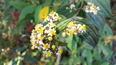 Alloispermum integrifolium