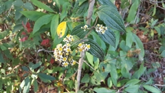 Alloispermum integrifolium