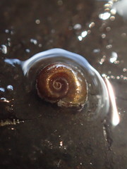 Gyraulus parvus