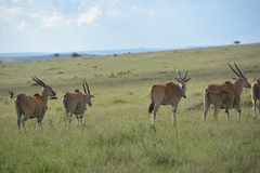 Tragelaphus oryx pattersonianus