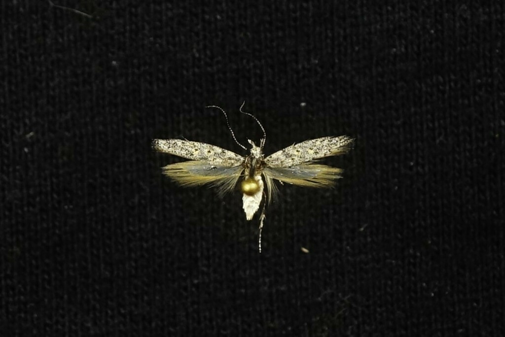 Sriferia oxymeris