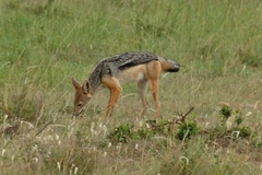 Lupulella mesomelas schmidti