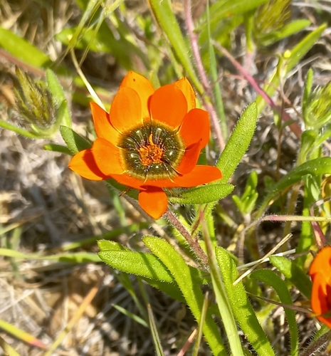 Image of Gorteria diffusa by no rights reserved