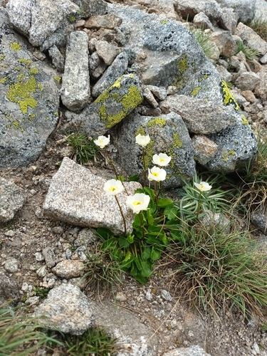 Image of Ranunculus crenatus by (c) Salza Palpurina, some rights reserved (CC BY)